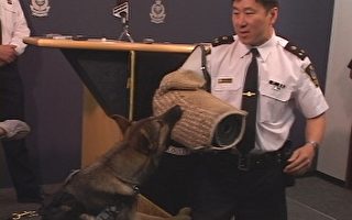 温哥华市警犬队招募3名新兵