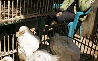 埃及一女子感染禽流感