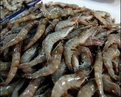 传东盟国家拟寻求WTO裁决澳洲禁止虾进口令