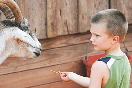 6岁的洛克维尔市居民Simon Fischer在Poplar Spring Animal Sanctuary农场上，尝试着喂山羊吃稻草。(图片提供﹕Robbie Hammer/The Almanac)
