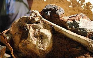 新化石發現挑戰既有人類祖先演化過程觀點