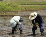 日本国产食物比例跌破四成  十三年来首见