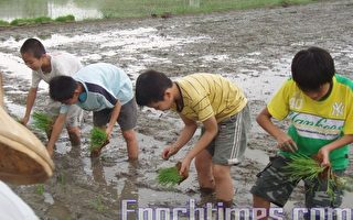 深耕稻米文化 新埔学童种稻初体验