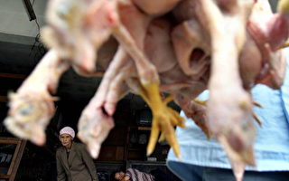 印尼巴厘岛首现人类染禽流感死亡