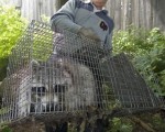 加国狂犬病大流行 浣熊成头号猎捕对象
