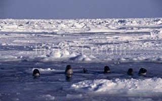 北極主權之爭  俄羅斯擬設立北極海保育區