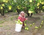 文旦價格上揚 反應人工與材料成本