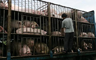 中國承認26省發豬疫 世衛警全球疫症危機