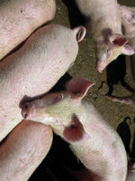 養殖戶：官方公布豬藍耳病數據未反映實況