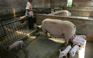 美國將於年底前向中國出口2.7萬噸豬肉