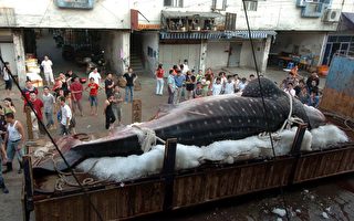 福建渔民捕获8.5吨重鲸鲨