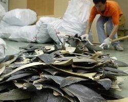 为保育鲨鱼  马来西亚官方宴会禁食鱼翅羹