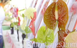 六甲產業文化節 火鶴花受矚目