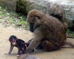 台北市立動物園實施狒狒家族生育計畫有成，「58號」在媽媽的呵護下，已會玩遊戲。（照片由台北市立動物園提供）//中央社