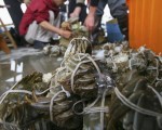 伪戒指充数 假阳澄湖蟹充斥中国各地