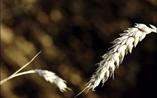 價格暴漲  美國農民勢必增產小麥與黃豆