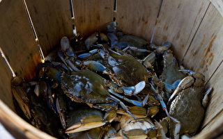 切薩皮克灣藍蟹捕獲量可能創50年來新低