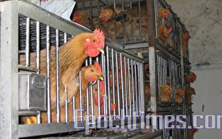 美科學家發現H5N1禽流感變種 更易傳人