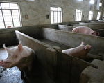 中國大陸發現一種全新、超強病毒「高致病性豬藍耳病」，在豬身上肆虐。圖為2007年7月24日南京的一個豬圈。(Photo by China Photos/Getty Images)