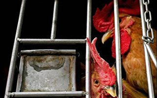 印尼禽流感死亡人数增至八十七人