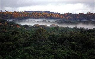 研究：樹種多樣化較能維持森林健康成長