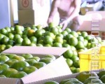 東山椪柑青皮上市 不酸不吃