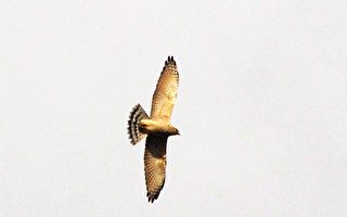 台湾海角的老鹰