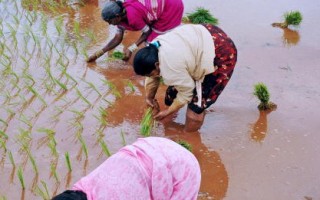 英調查：印度西孟加拉稻米可能含砒霜