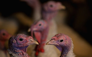 英國第二座農場出現疑似禽流感病例