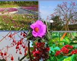 南元农场盛开的花还有槭叶酒瓶树、艳红大朵的绣球状花朵。（摄影:陈勤/大纪元）