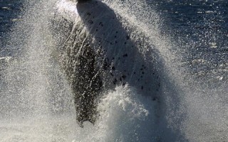 日本捕鯨遭批 名為科研實為食用