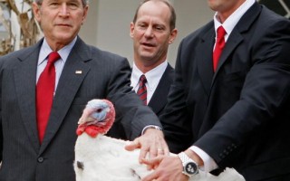 组图：感恩节前夕布什特赦两只火鸡
