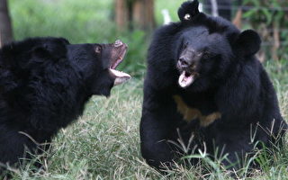 澳洲动物园施压中国停止抽取黑熊胆汁