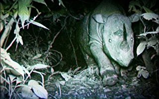 马来西亚发现濒临绝种苏门答腊犀牛