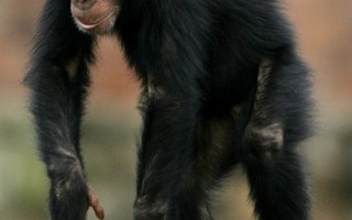 日研究︰黑猩猩记忆力 打败大学生