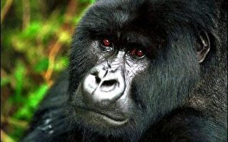 環保人士：剛果境內激戰危及瀕臨絕種猩猩
