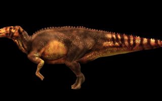 美出土“恐龙木乃伊” 表皮肌肉完好无损