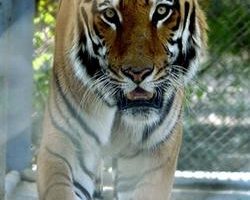 孟加拉动物园老虎脱逃　一人命丧虎爪