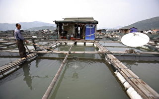 外电﹕养在毒水的中国水产 安全堪忧
