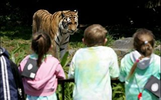 旧金山动物园老虎出笼 游客一死两伤