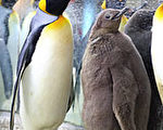 網路票選 北市動物園國王企鵝命名黑嚕嚕