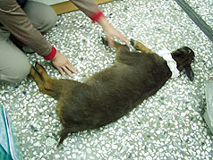 台湾阿里山工作站抢救受伤保育类长鬃山羊