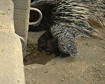 高市壽山動物園 豪豬家族增添新成員