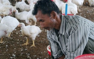 印度疑爆禽流感 美疾控中心吁小心
