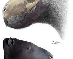 史前鼠王 南美出土巨鼠化石體重達一噸