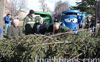 圣诞树回收 环保又经济