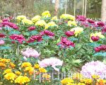鬱見南元、珍奇花卉 一次看足