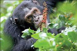 科學家製藥 以黑猩猩為師