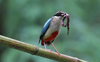 台东八色鸟 繁殖生态全纪录