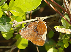 金门国家公园发现台湾未有的冬型异灰蝶